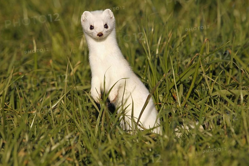 Stoat