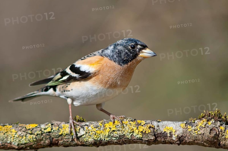 Brambling (Fringilla montifringilla)