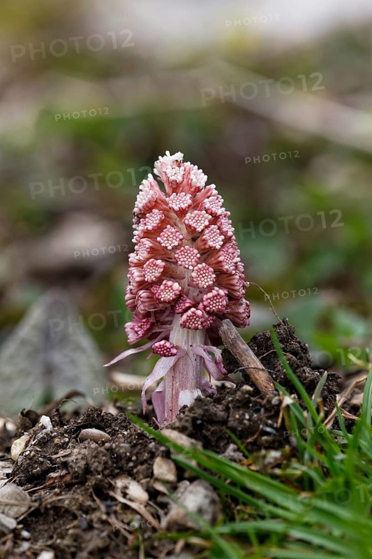 Butterbur or Sweet Coltsfoot (Petasites paradoxus)