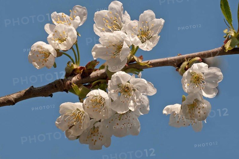 Flowering Cherry (Prunus avium)