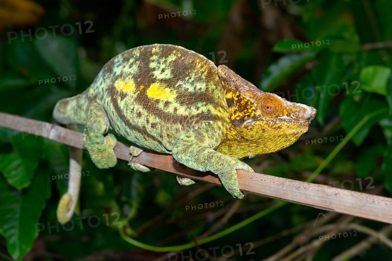 Parson's Giant Chameleon (Calumma parsonii parsonii)