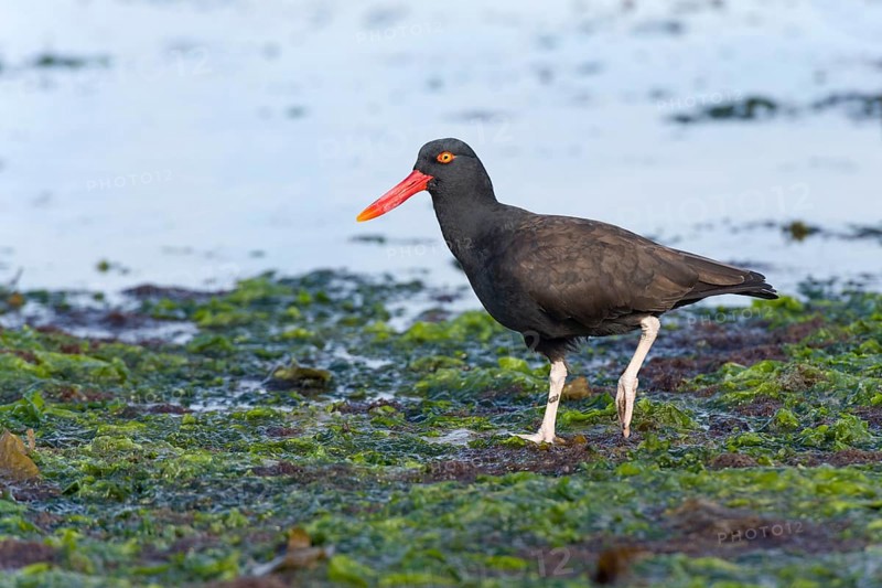 Blackish Oystercatcher (Haematopus ater)
