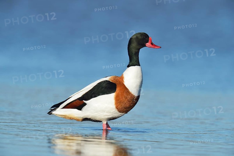 Common Shelduck (Tadorna tadorna)