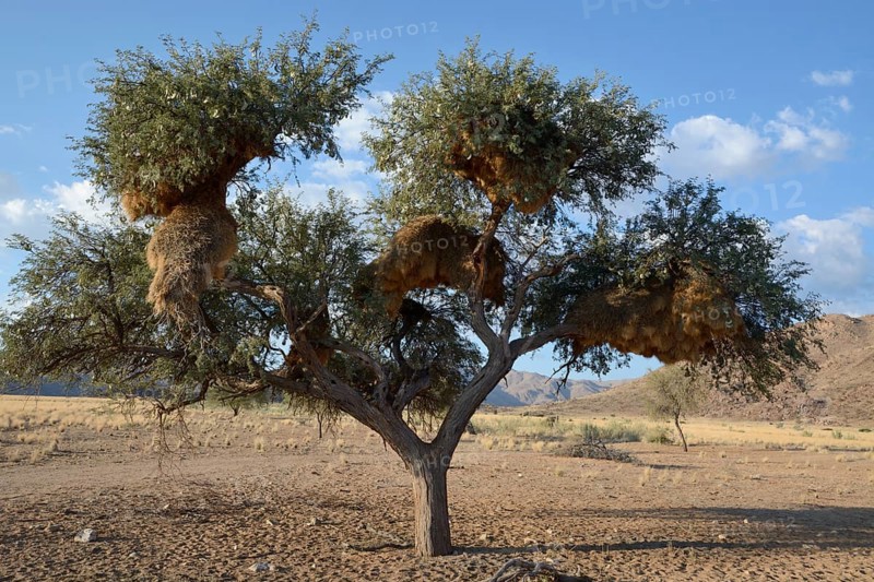 Nests of Sociable Weavers or Social Weavers (Philetairus socius) in a tree