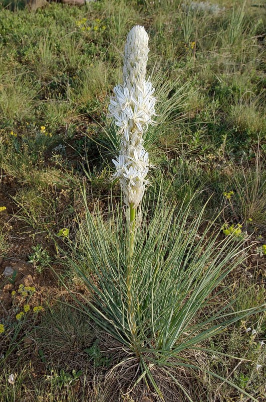Asphodel (Asphodeline parviflora or Asphodeline taurica)
