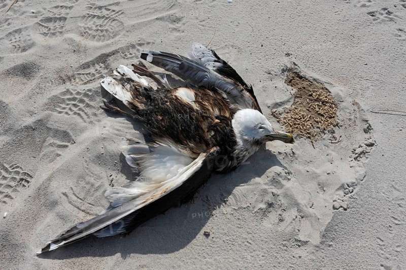 Great Black-backed Gull