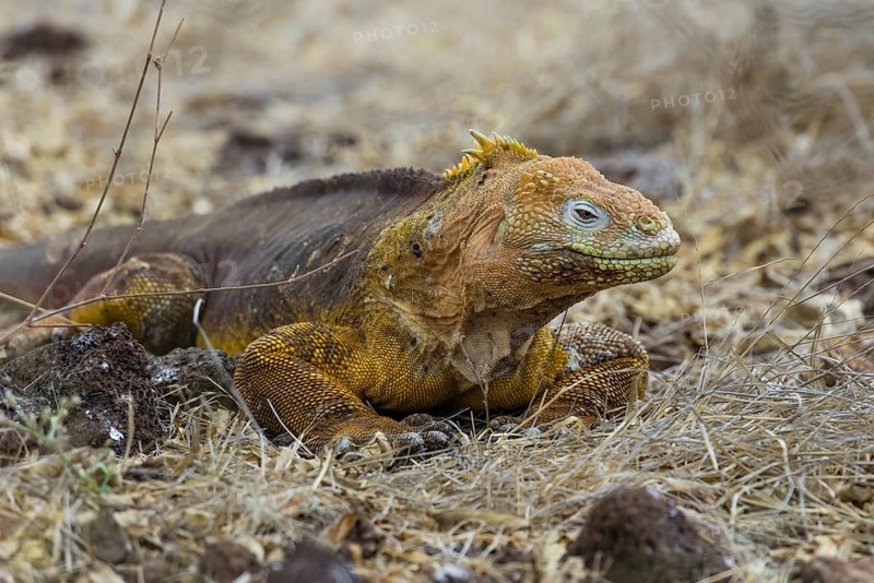 Galapagos Land Iguana (Conolophus subcristatus)