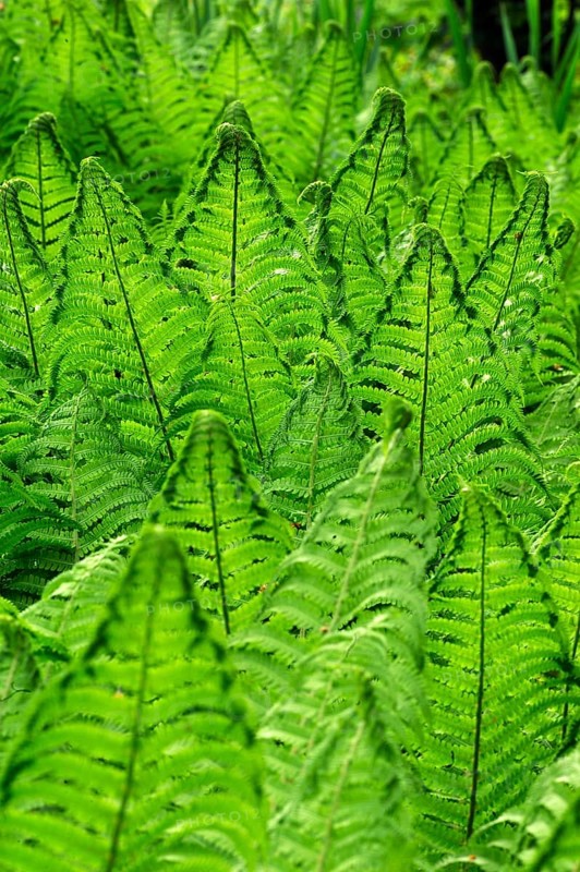 Ostrich Fern or Shuttlecock Fern (Matteuccia struthiopteris)