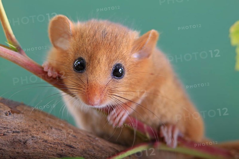 Hazel Dormouse