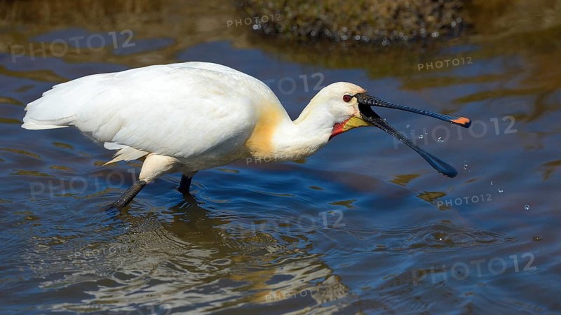 Eurasian Spoonbill or Common Spoonbill (Platalea leucorodia) foraging for food