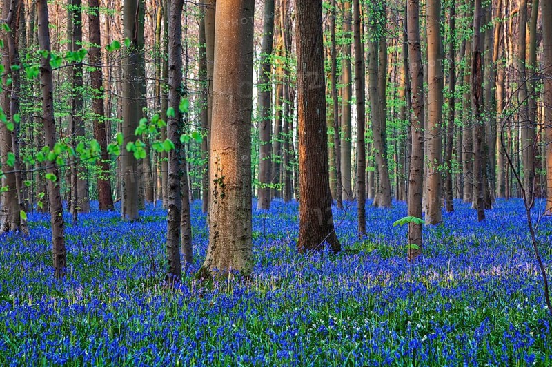 Atlantic Bluebells or Common Bluebells (Hyacinthoides non-scripta)