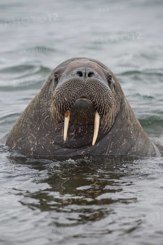 Walrus (Odobenus rosmarus)