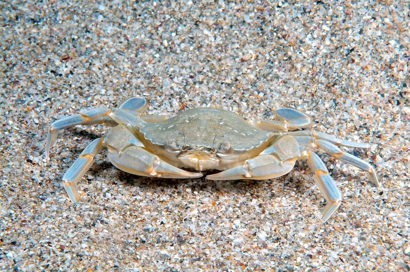 Species of Swimming Crab (Macropipus holsatus)