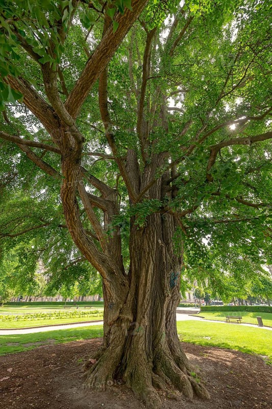 Ginkgo tree (Ginkgo Biloba)
