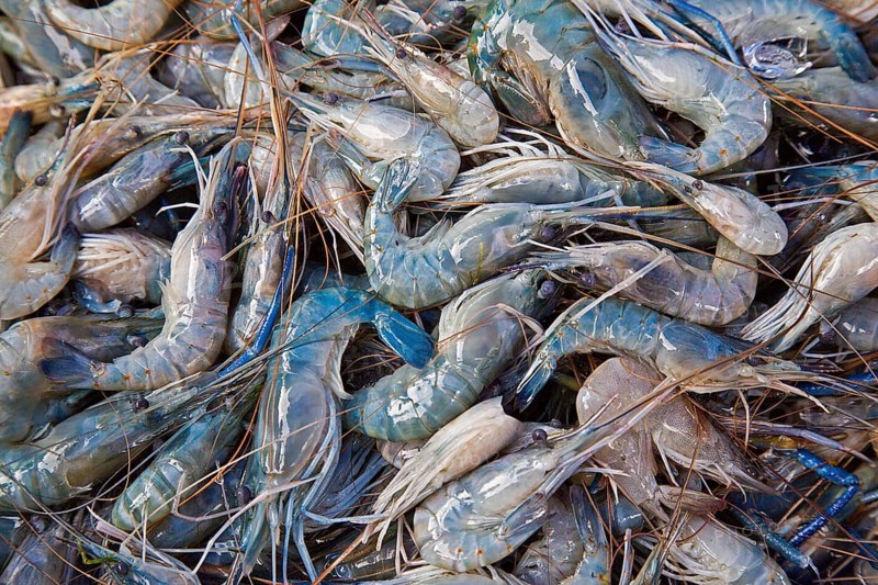 Young Rosenberg prawns (Macrobrachium rosenbergii)