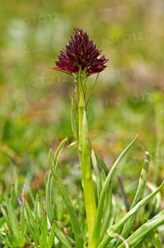 Black vanilla orchid (Nigritella nigra)