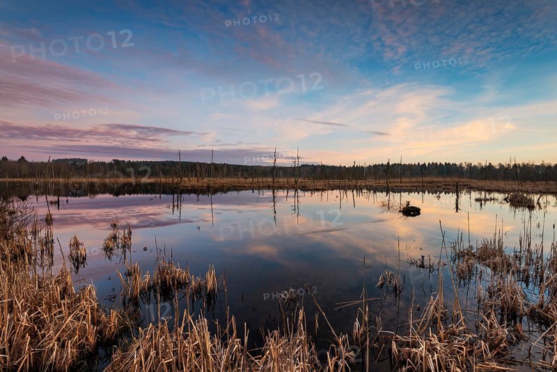 Lake in Schwenninger Moos Nature Reserve