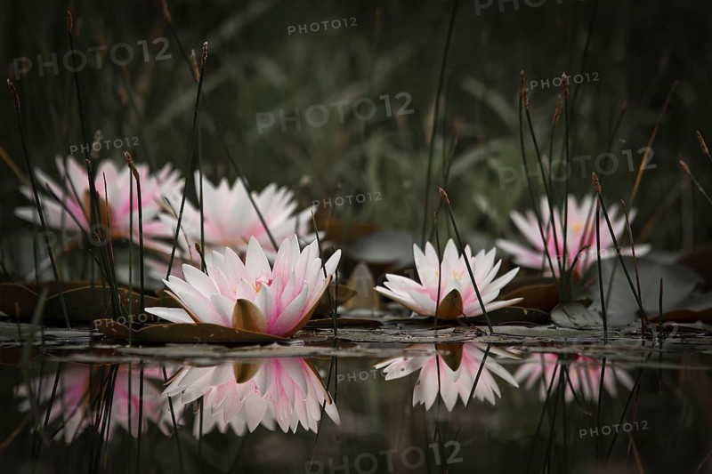 Water lilies (Nymphaea sp.)