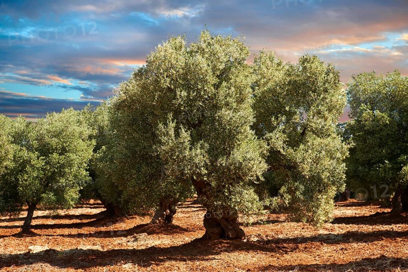 Ancient Cerignola olive trees (Olea europaea)