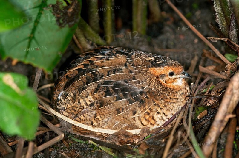 King Quail or Chinese Painted Quail (Coturnix chinensis)