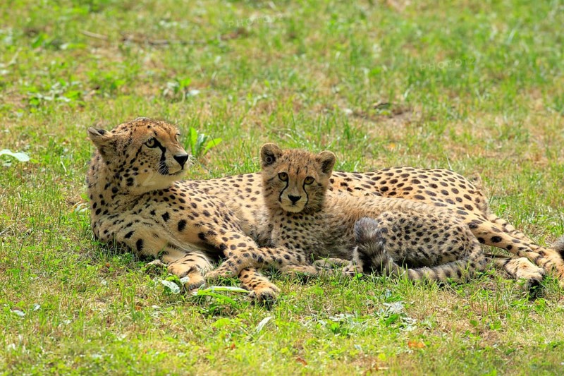 Cheetah (Acinonyx jubatus)