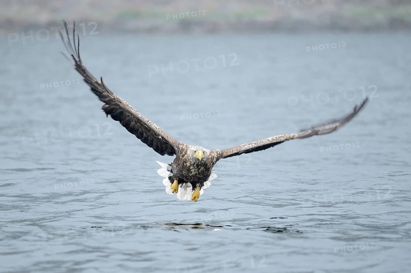 White-tailed Eagle or Sea Eagle (Haliaeetus albicilla) flying low over the sea