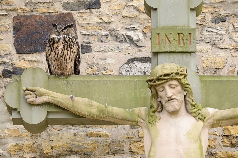Eagle Owl (Bubo bubo) sitting on a Crucifix