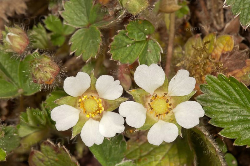 Blossoming Barren Strawberry (Potentilla sterilis)