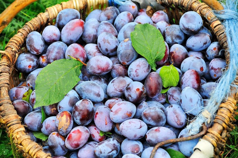 Freshly picked plums in a basket