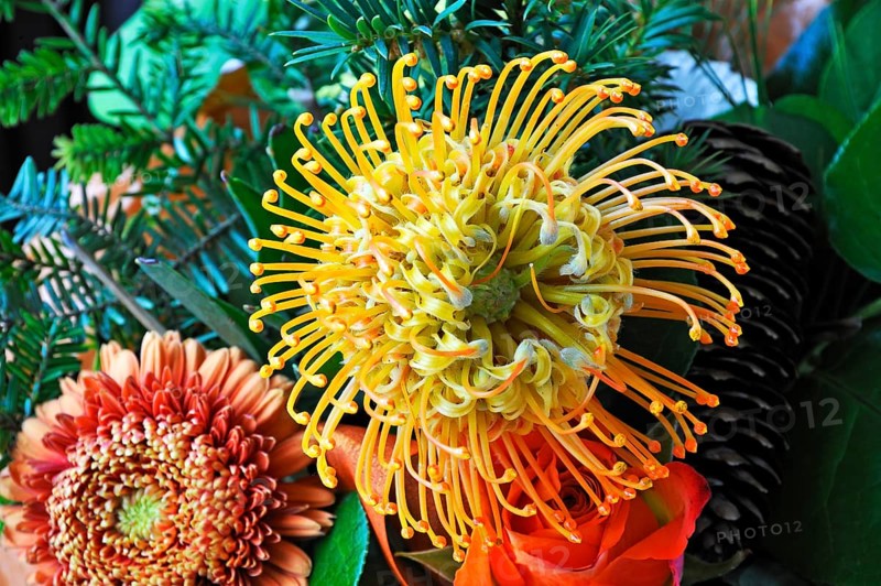 Flower of a Protea or Banksia (Proteaceae)