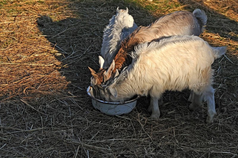 Young goatlings or kids feeding from a bowl
