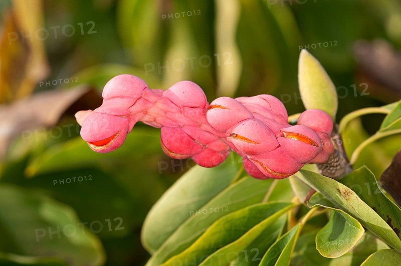 Yulan magnolia (Magnolia denudata)