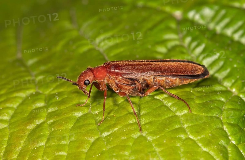 Common Red Soldier Beetle (Rhagonycha fulva)