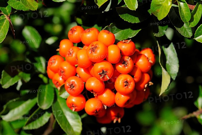 Firethorn or Pyracantha (Pyracantha sp.)