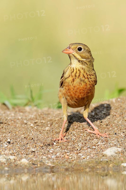 Ortolan Bunting (Emberiza hortulana)