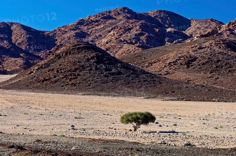Shepherd's tree (Boscia albitrunca) in a dry valley