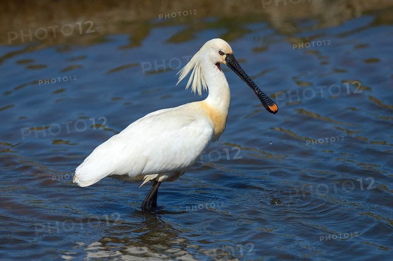 Eurasian Spoonbill or Common Spoonbill (Platalea leucorodia) foraging for food