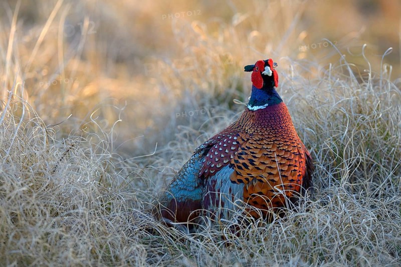 Common Pheasant (Phasianus colchicus)