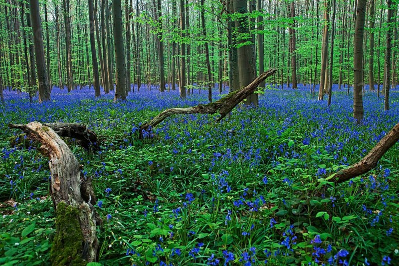 Atlantic Bluebells or Common Bluebells (Hyacinthoides non-scripta)