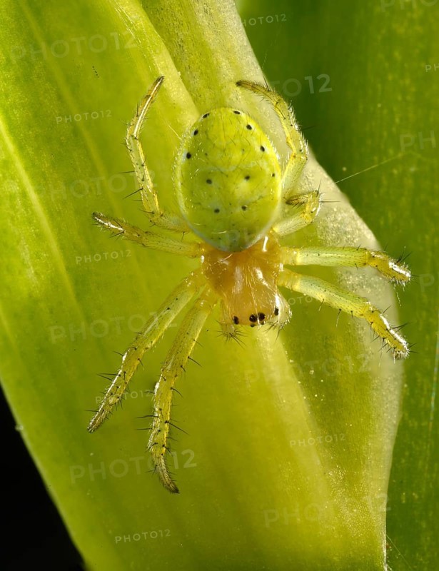 Cucumber Green Spider (Araniella cucurbitina)