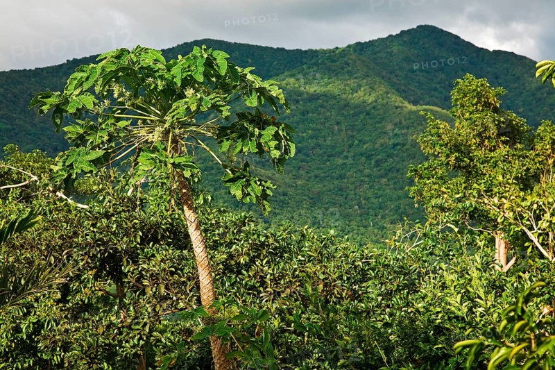 Montane rainforest