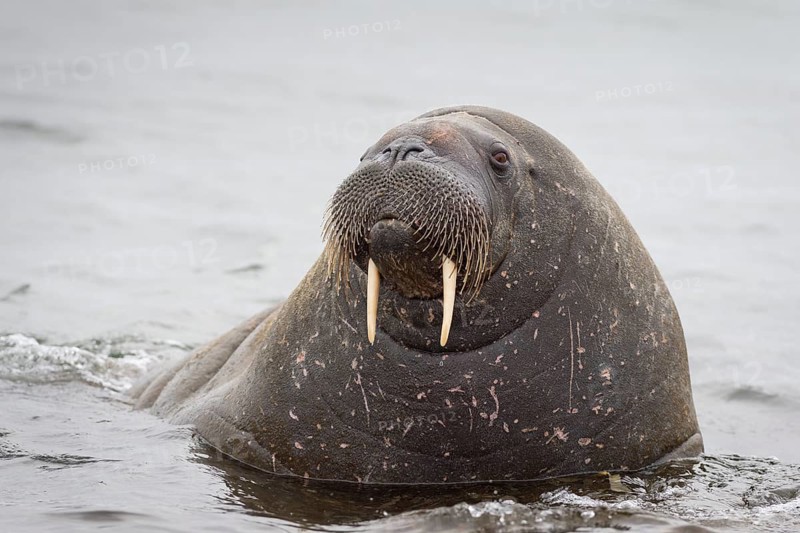 Walrus (Odobenus rosmarus)