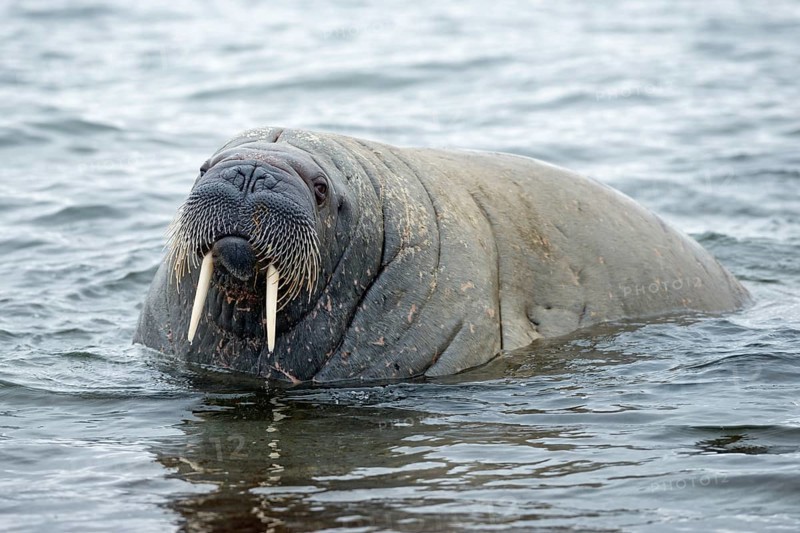 Walrus (Odobenus rosmarus)