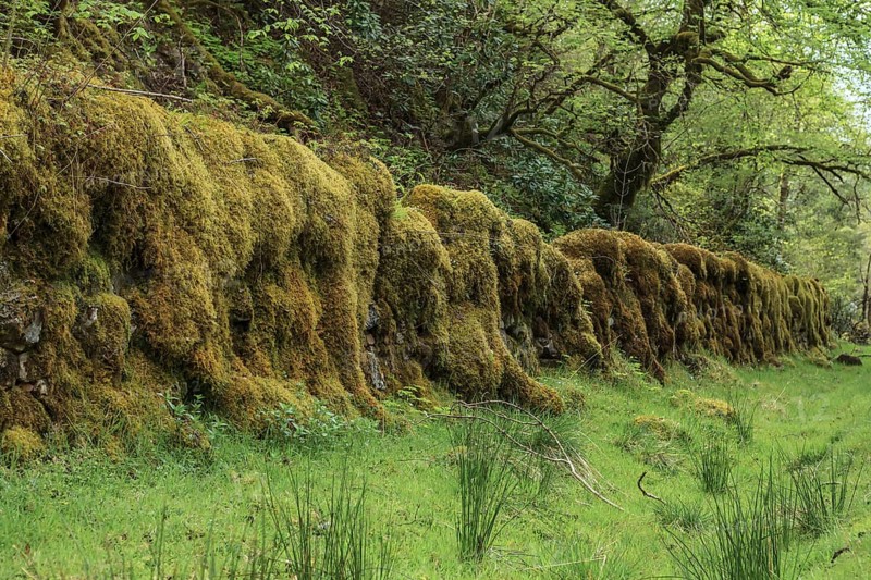 Old stone wall overgrown with moss in a forest