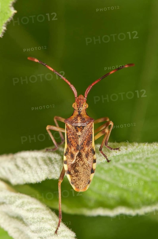 Juniper Shield Bug (Gonocerus juniperi)