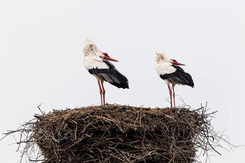 White storks (Ciconia ciconia) on the nest
