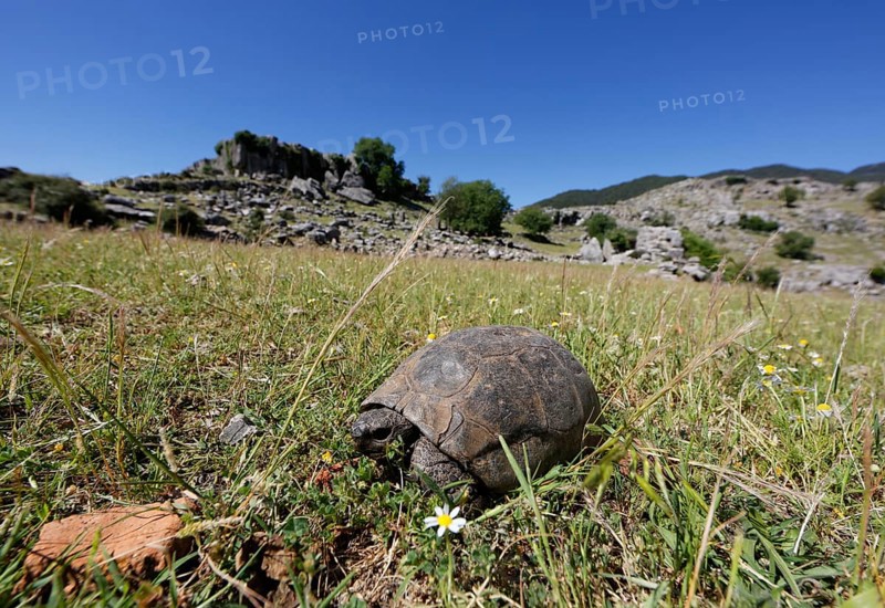 Mediterranean Spur-thighed Tortoise (Testudo graeca) on grass