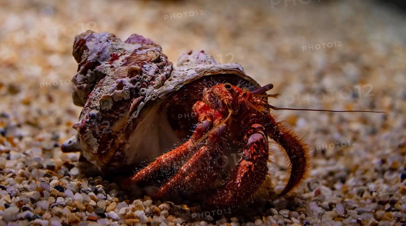 Hermit crab (Paguroidea) in snail shell