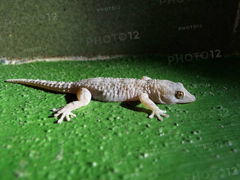 Gomera Wall Gecko (Tarentola gomerensis)