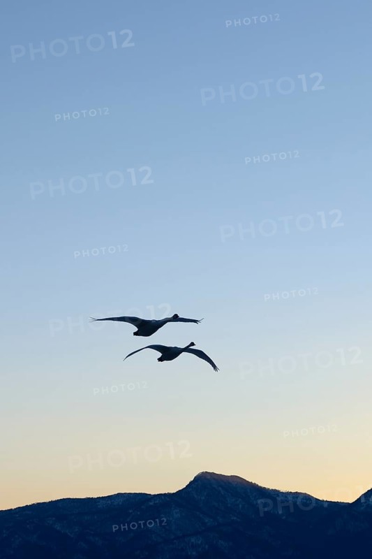 Whooper swans (Cygnus cygnus) in flight in the light of dawn